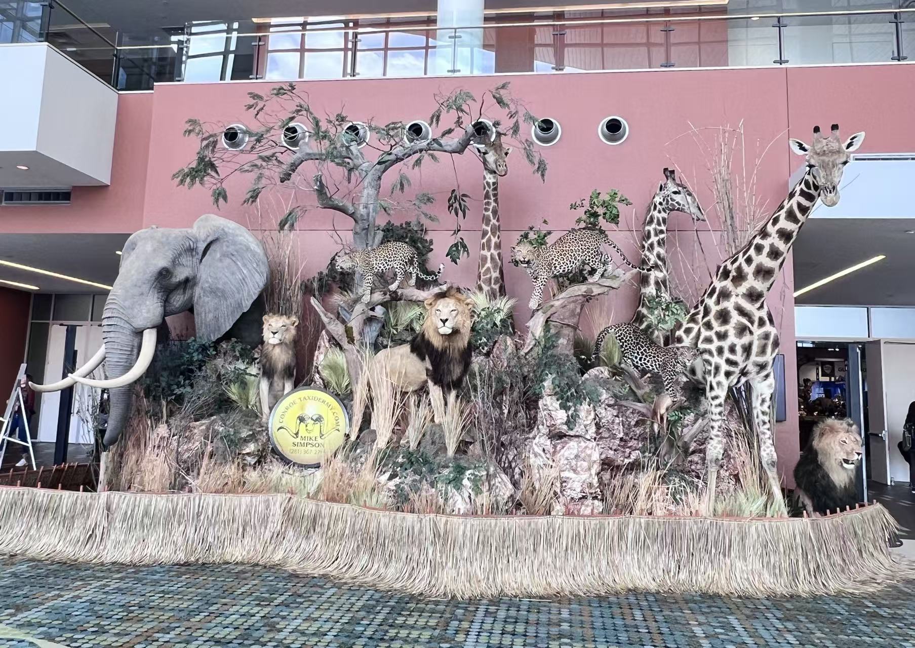 African trophy display with elephant, giraffes, lions, and leopard mounts.